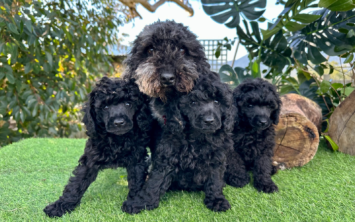 Poodle Breed mumbai